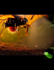 19 shares | Terrifying Insect #insects #AnimalAdaptation #DidYouKnow #animals #StrangeHappenings #NatureFacts #facebook #animalkingdom #animalrescue #nationalgeographic #wildlife #animallover #animalwelfare #viralvideochallenge #sealife #viralpost2024シ #viralreelsfacebook #animals #viralchallenge #viralvideoシ #viralreelschallenge #factsdaily #viralpage #factsonly #strangerthings #animalplanet #animalvideos #viralanimals #boxjellyfishsting | Strange Happenings | Facebook