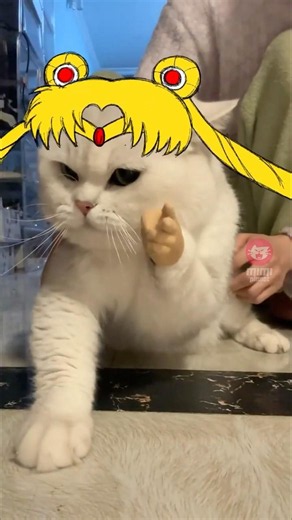 Did not expect this cat's plot twist 🤣🖌️ #funnycats #cutecat #cat #mimiplanet