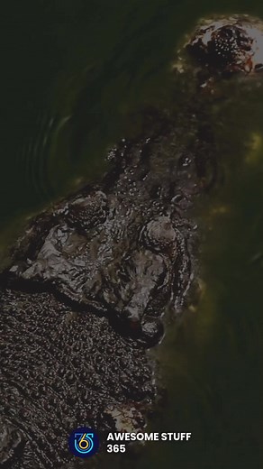 When instinct meets adaptation, nature gets even more unpredictable. Reports from Indonesia suggest a crocodile may be developing tactics to manipulate human behavior—a chilling reminder that evolution never stops. 🐊🌊 #WildBehavior #CrocodileFacts | Awesome Stuff 365