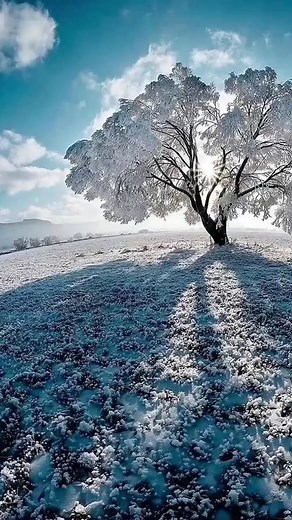 naturewoooo on TikTok