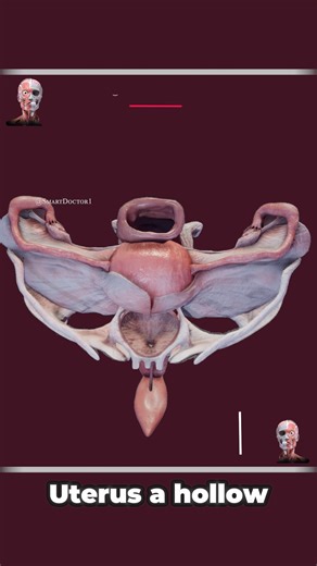 El útero, los ovarios y las trompas de Falopio: Funciones clave ♀️♻️ . . La anatomía de la pelvis femenina es compleja e incluye varias estructuras y aberturas clave. A continuación, un resumen: Estructuras clave Huesos pélvicos: Ilion: La parte más grande de la pelvis. Isquion: La parte inferior y posterior de la pelvis. Pubis: La parte anterior de la pelvis. Sacro: Un hueso triangular en la base de la columna vertebral, que forma la parte posterior de la pelvis. Cóccix: El coxis, ubicado en la