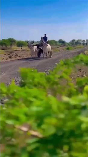 ox vidio#viralvideo #shorts #farminga #trending #youtubeshorts#comedy