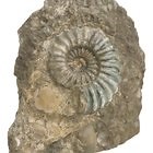Places to Find Fossils in Washington