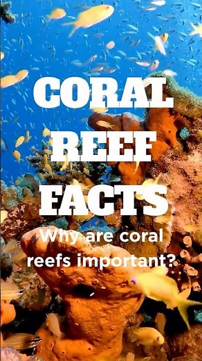 Why are coral reefs important? #coralreefs #scubadiving #reeflife #marinebiology #amazingfacts
