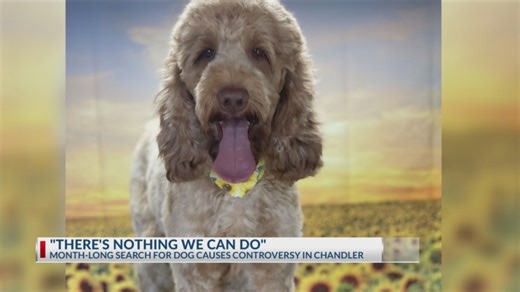 ‘There’s nothing we can do’: Chandler family searches for beloved missing dog
