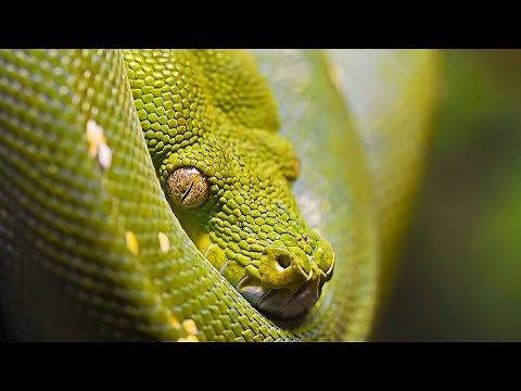 Giant Florida Pythons And The Most Venomous Reptiles | Our World