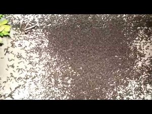 Epic Ant Battles of History!