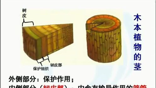 植物茎的结构及作用
