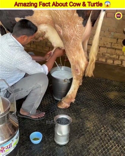 Why Are Farmers Using Automatic Milking Machines? 🐄 #shorts