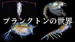 夜の海でプランクトンを大量捕獲！光学顕微鏡＋iPhoneで撮影してみた！