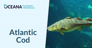 Atlantic Cod | Oceana