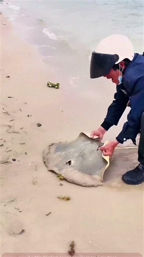Heartwarming Scene: Man Rescues Stranded Ray on Beach, Lets It Return to Ocean's Embrace