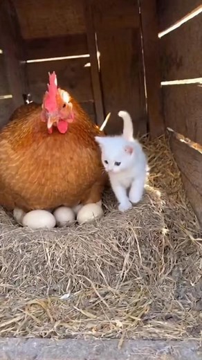 Kitten is finding her space look at the chicken reaction #fypviralシ #broodyhen #eggs #fblifestyle #chicks #kittens | chic chicken