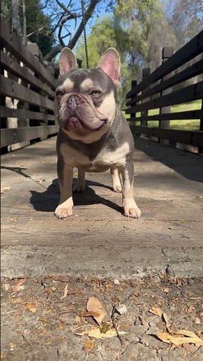 Why You NEED to Breed Standard French Bulldogs: The Untold Secret to Success