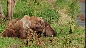 Two brown bear cubs playing near their mother, Kamchatka, Russia