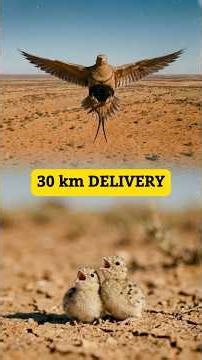 This Bird Delivers Water 30 km — Stored in Its Feathers #sandgrouse #shorts