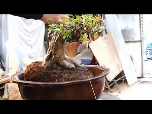 Repotting Satsuki Azalea: A Great Learning Experience