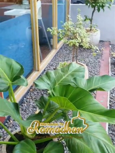 Hai #sobatanimo 🙌 Nah Sobat Animo, Kalian yang belum Reservasi dan nyobain menu Spesial Ramadhan buruan chat Minca yah 😉 Jangan sampai Full Booking Teman 🤝 BUKA SETIAP HARI Senin - Minggu, 15:00 - 23:00 Untuk Pemesanan & Reservasi Hubungi 👇 Animo Cafe and Resto ☎️ 0821-2093-9977 📍 TKD Modong Kav. 28 - 29 RT.04 RW.01 Ds.Modong Kec.Tulangan, Sidoarjo . #kulinersidoarjo #sidoarjohits #sidoarjokulinery #sidoarjokeren