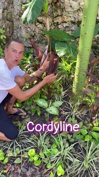 Identifying houseplants outside in Cancun, Mexico #shorts