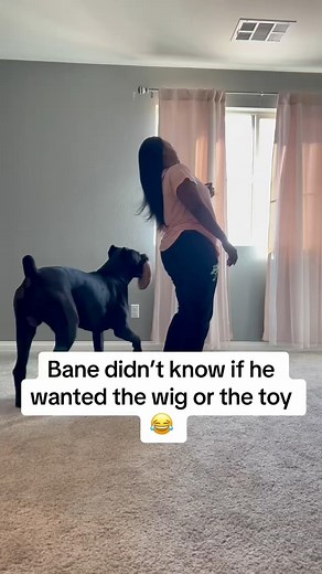 67K views · 2.3K reactions | Bane still doesn’t understand the life he lives with women 藍 #raisingbane #funnydogs #funnydogvideos | Raising Bane | Facebook