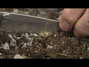 Rossizing Hostas: Get More Hostas Faster – This Week in the Garden