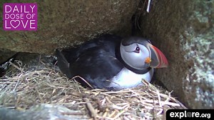 explore.org - The Audubon Puffin Burrow is streaming live...