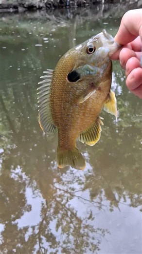 At Indian Creek With My Niece #creekfishing #summer time