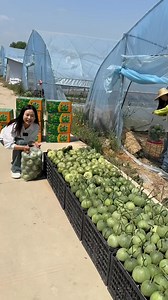 Cucumber harvesting activities with rural life #2025 #harvesting #shorts #trending | Fruit Farm