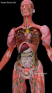 13K views · 141 reactions | Explore deep within your body ✨ . . . . #maleanatomy #reproductivesystem #anatomy #anatomía #解剖学 #해부 #anatomia #anatomie #human #pregnancy #baby #heart #pregnant #medicina #doctor #माहवारी #月経 #임신 #妊娠 #gravidez #fetal #love #Childbirth #infant #ベイビー #베이비 #Smart_Doctor #femalemodel #تشريح #Female | Smart Doctor Alt | Facebook