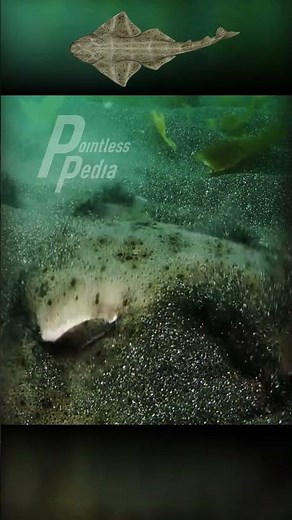 Angel Shark The Invisible Hunter