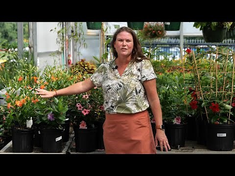 Get It Growing: Check out many new colors of mandevilla