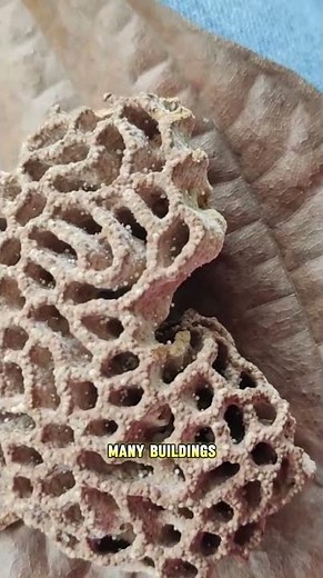 Termites #shorts #animals #nature