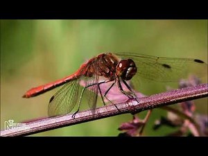 Dragonflies: Nature’s Aerial Hunters | Life Cycle, Habitat & Flight Secrets