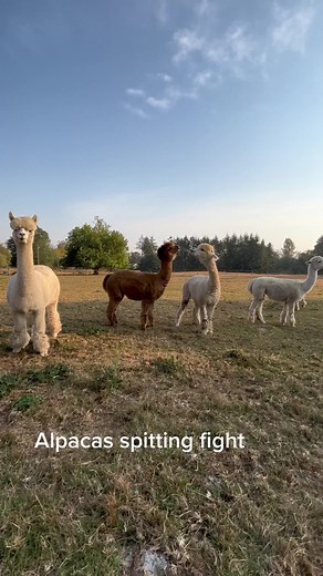 Alpaca Spitting Fight at Kensington Prairie Farm
