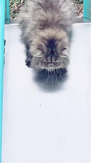 The Adorable Sound of Persian Cats