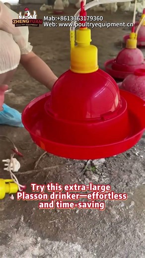 Best Plasson chicken drinker for poultry farm - automatic and reliable! #chicken #farming