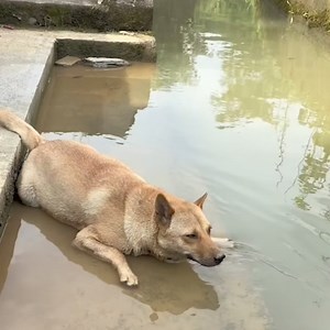 4.7K views · 307 reactions | Dog Blows Bubbles Underwater | Pets Lab | Facebook