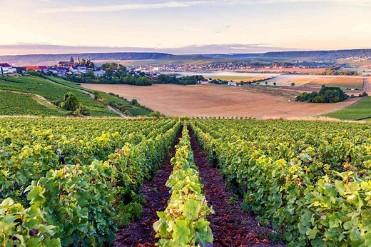10 French Wine Regions to Visit for Amazing Views and Delicious Vinos