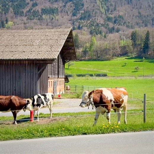 Switzerland Countryside 🇨🇭 | Swiss View