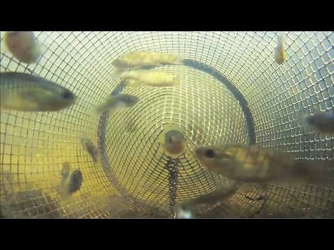 Catching Fish from Inside a Minnow Trap POV 2