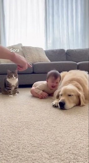 Baby With Cat & Dog 😍 Cute Moment