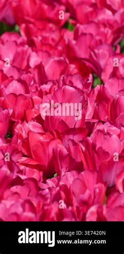 Pink tulips swaying in outdoor flower field during daytime Stock Video Footage - Alamy