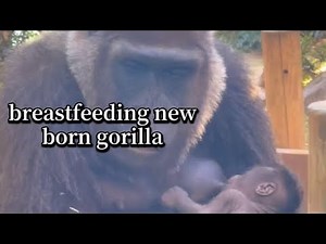 MAMA GENKI BREASTFEEDING VIDEO THE NEW BORN GORILLA BABIES