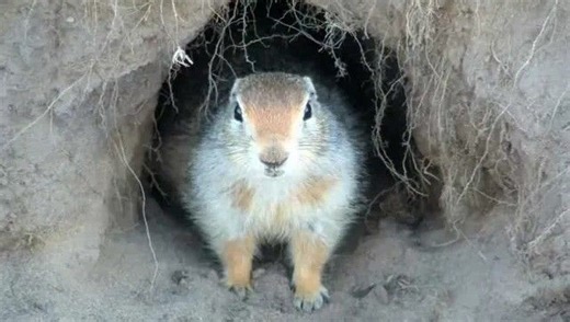 Our World: Snowpits - NASA Science