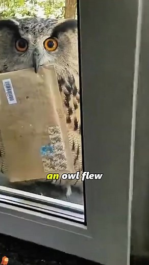 The owl that sends a message #fyp #foryoupage #Love #tiktok #foryou #owl | Funnydog01
