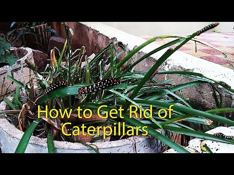How to Get Rid of Caterpillars on Plants