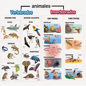 Types of Animals: Their Classification and Examples ▷➡️ Postposmo