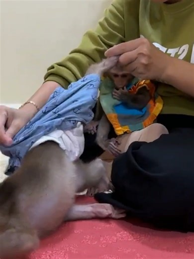 OH GODNESS..! Pavpav Decide To Leave Mom&Linda Find New Mom - Cute Monkey Home11#cutemonkeys #smartmonkey #photography #100kviews #monkey #animals #cute #movie #fyp