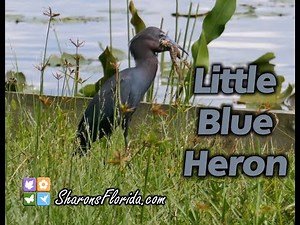 Little Blue Heron