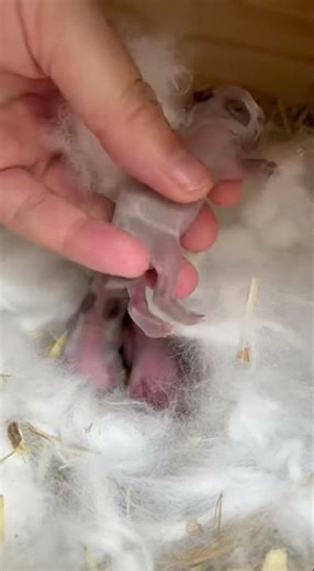 Have you ever seen such a small rabbit? Cute tiny fluffball alert #bunny #cute #pets
